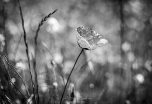 ©ARfoto.es