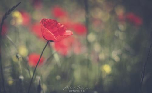 ©ARfoto.es